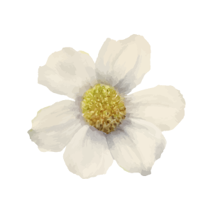 fiori